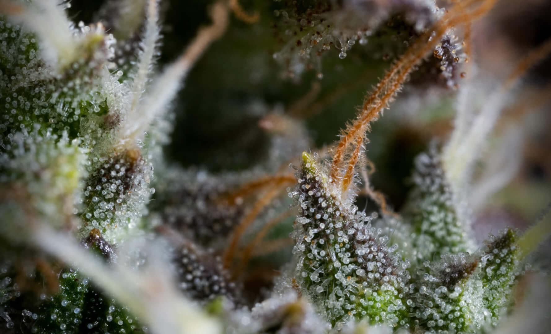 Close up of Cannabis from Highway Cannabis Dispensary in Marina Del Rey