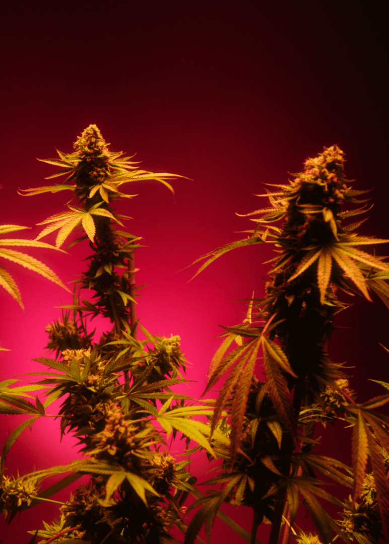 A shot of two towering branches of a growing cannabis plant, the runtz strain, from Highway Cannabis Dispensary in Marina Del Rey. The plant has large clusters of cannabis flower formed on the top, with fan leaves.