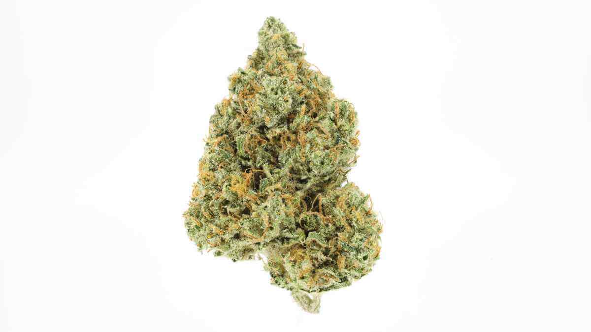 A nug of the Lamb’s Bread strain from UpNorth. Lamb’s Bread is one of the best weed strains in Marina del Rey at Highway Cannabis.